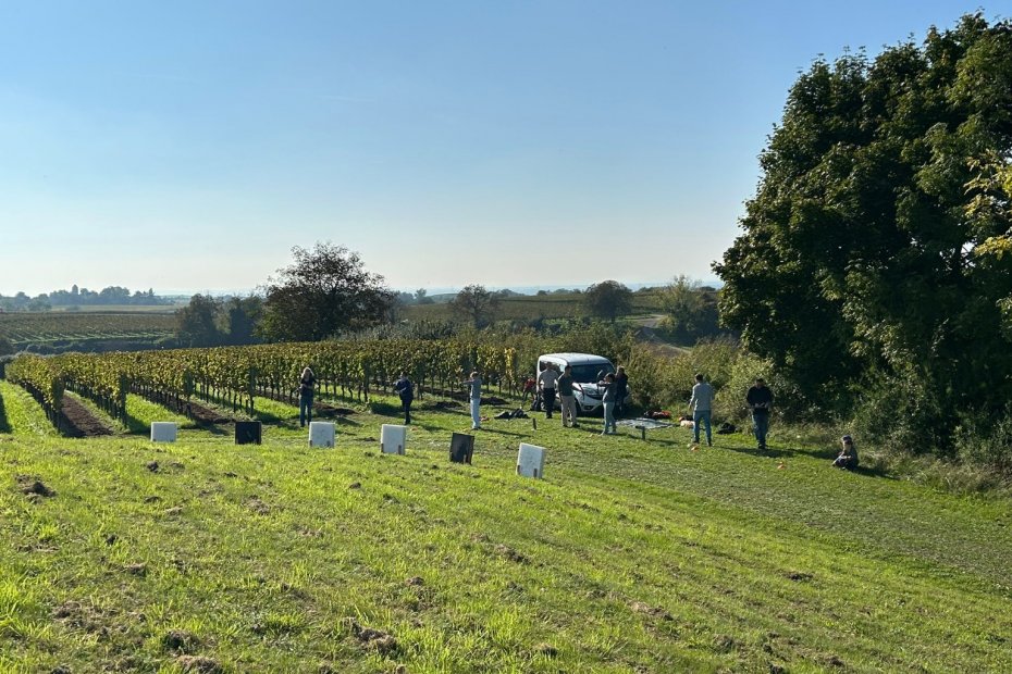 Bogenschießen beim Geocaching im Herbst in den Weinbergen bei Heitersheim